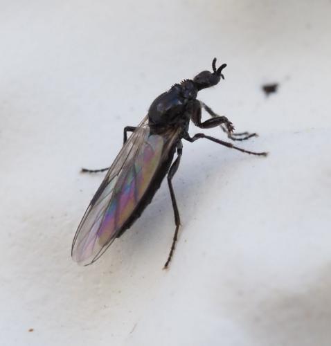 Dilophus humeralis